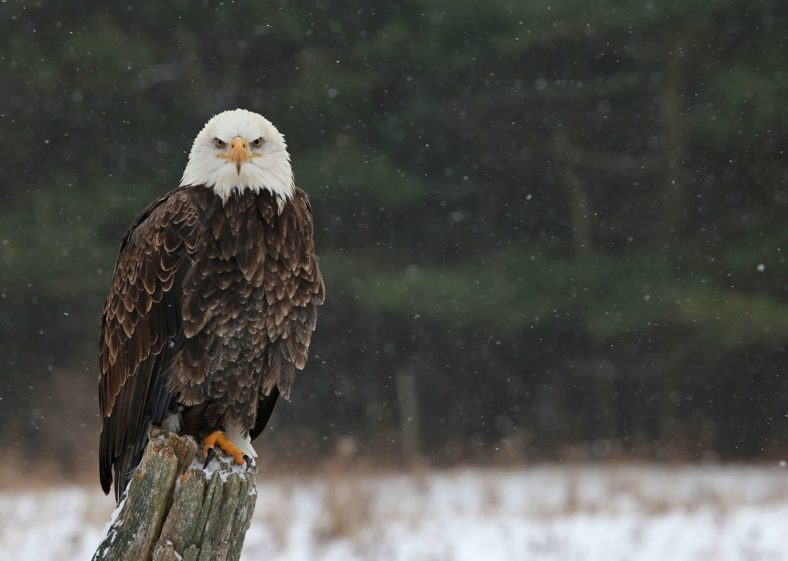 A stern looking Bald Eagle (haliaeetus leucocephalus) perched on a post looking directly at the camera, with snow falling in the background.